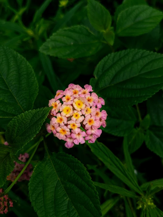 a colorful little cluster of flowers on a green plant