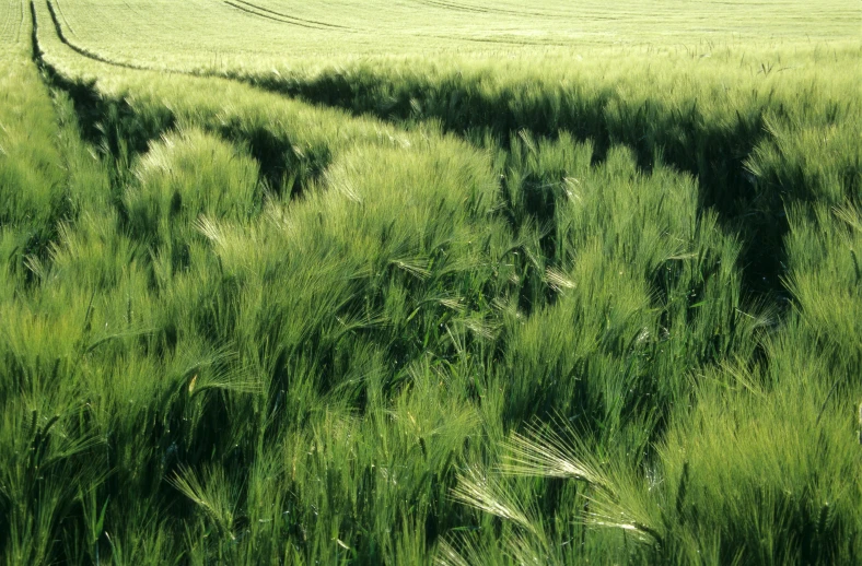 a field of tall grass that has been turned to have some sort of tunnel