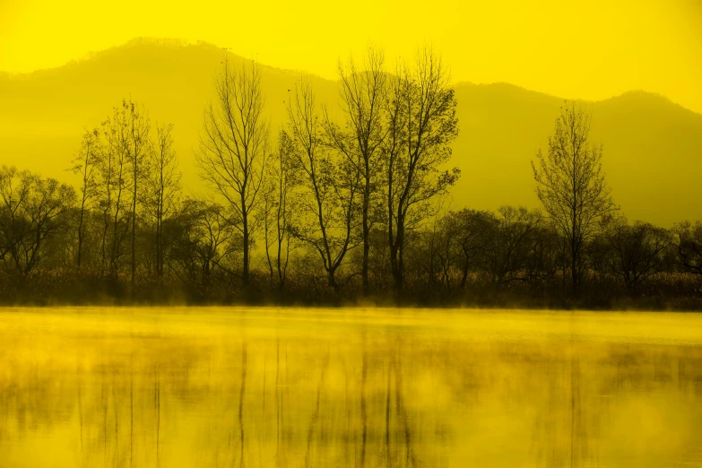 a yellow po with trees in the fog