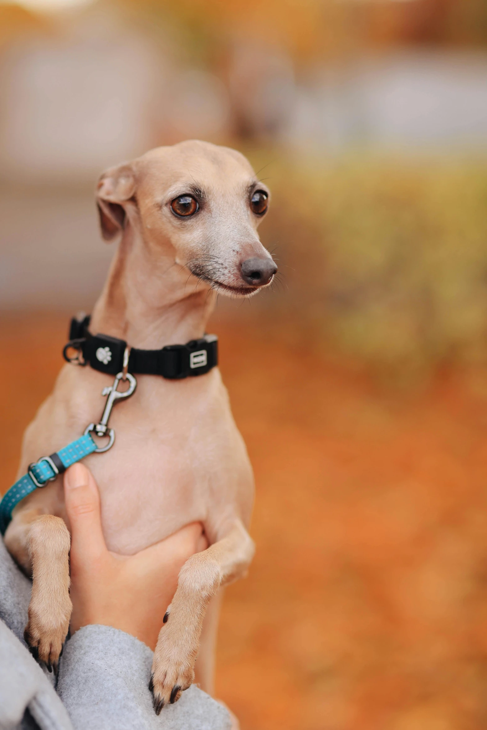 a small dog sitting on someones arm wearing a leather collar