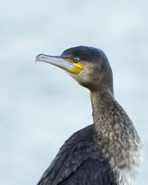 a bird with very long beak sitting in front of a body of water