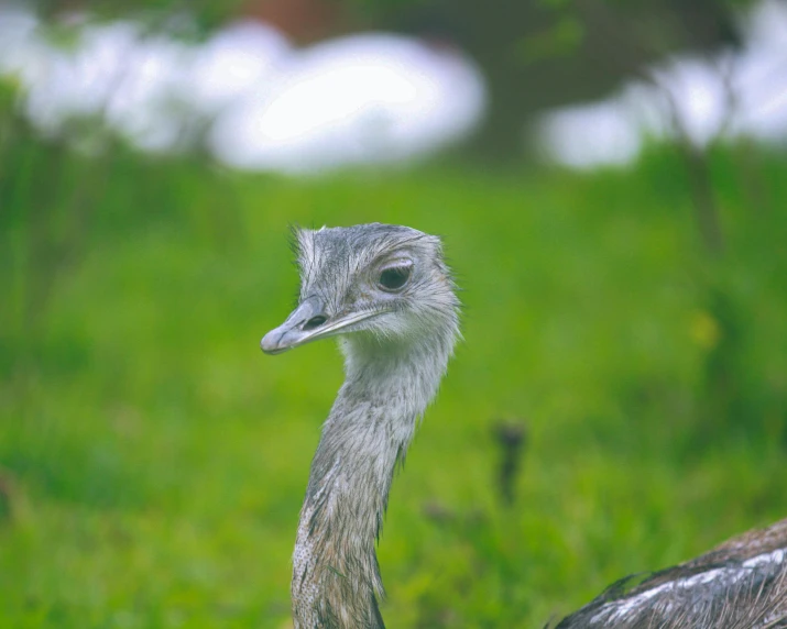 a bird with a small beak in the grass