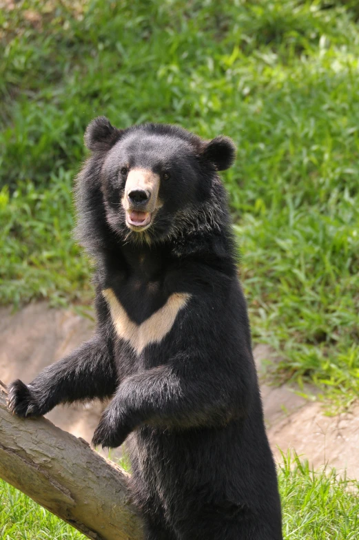 a black bear standing up against a log