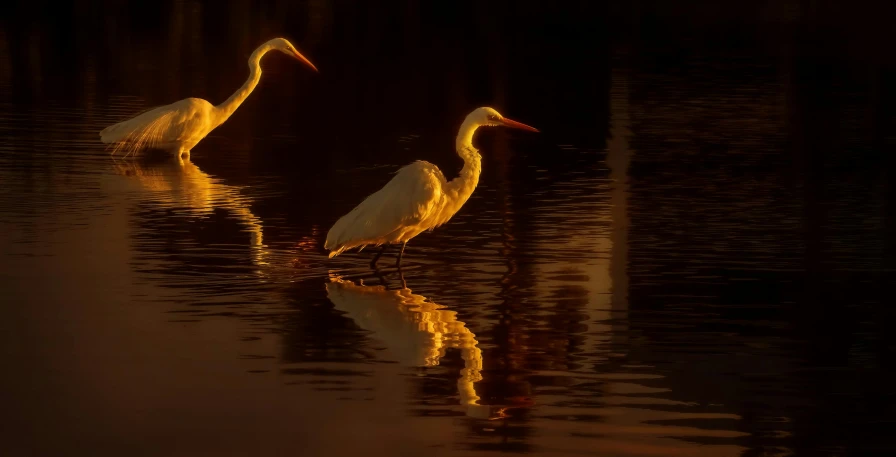 two herons, one with long neck, walk in water at night