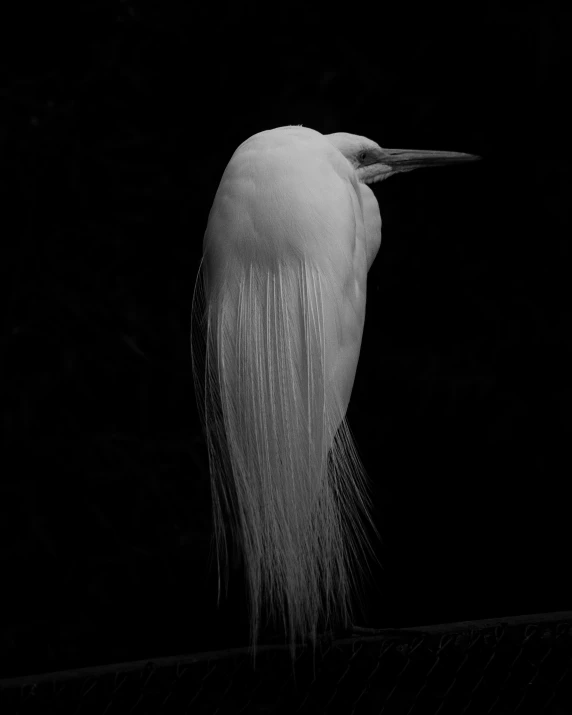 a large long white bird with very long blonde hair