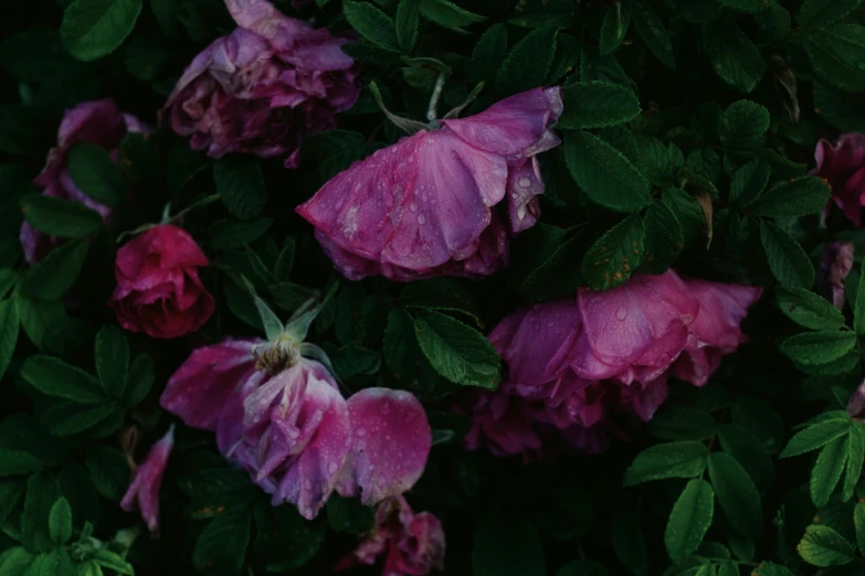 pink flowers covered in rain drops surrounded by green leaves