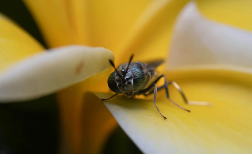 a flies on a flower's center surrounded by white petals