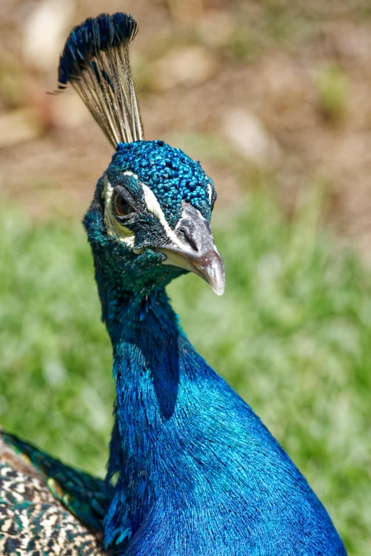 this is a close up s of a peacock