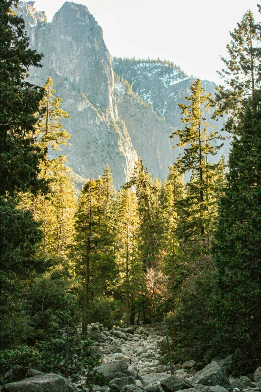 there is a rocky mountain with lots of trees