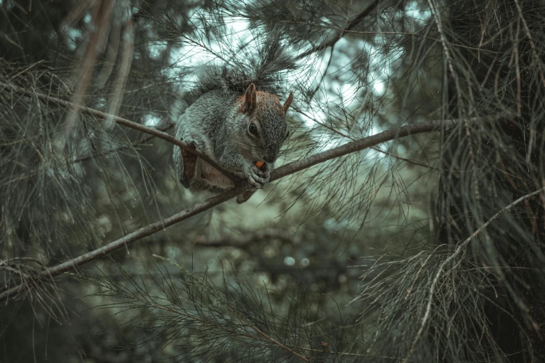 squirrel in tree getting nutted by the camera