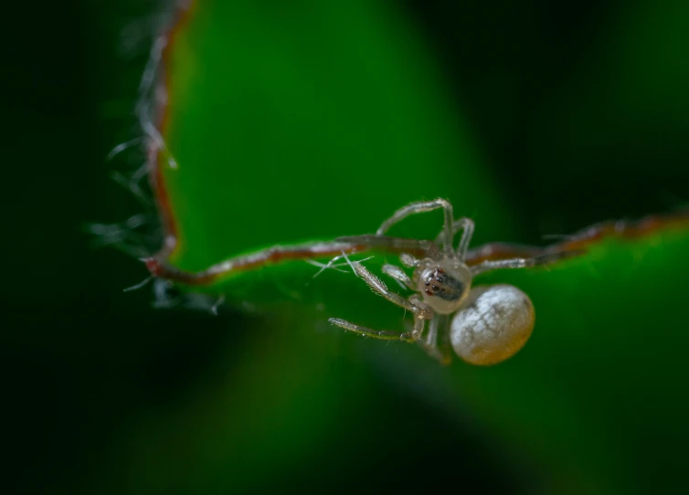 a spider is standing on top of a green leaf