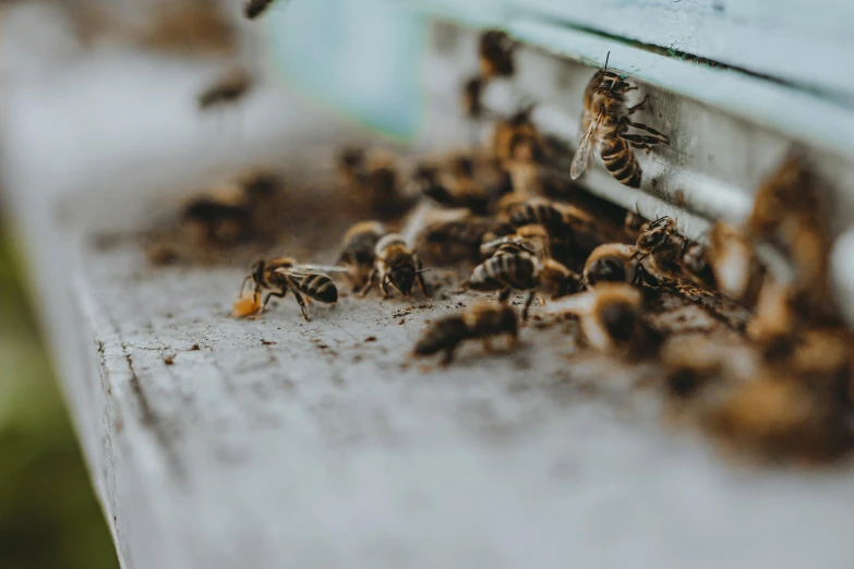 a group of bees crawling in their hive