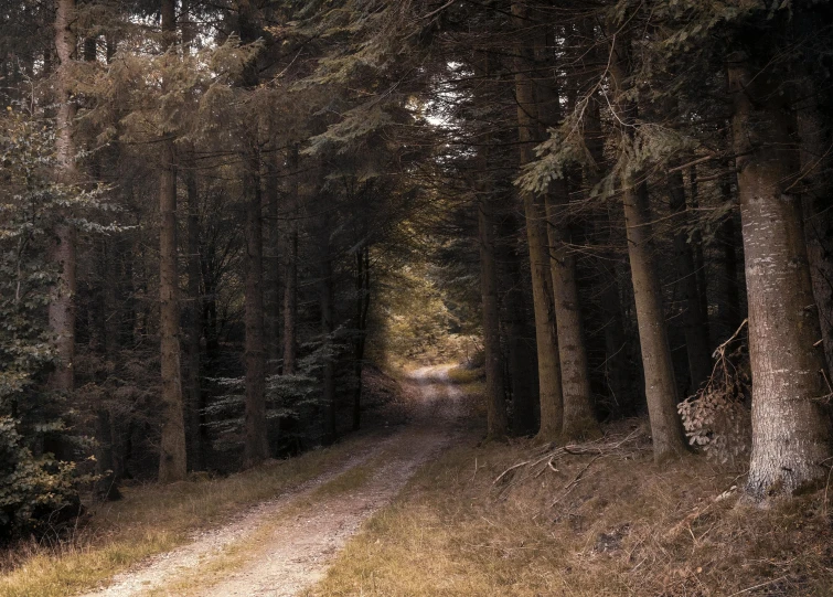 a dirt path running through the middle of a forest