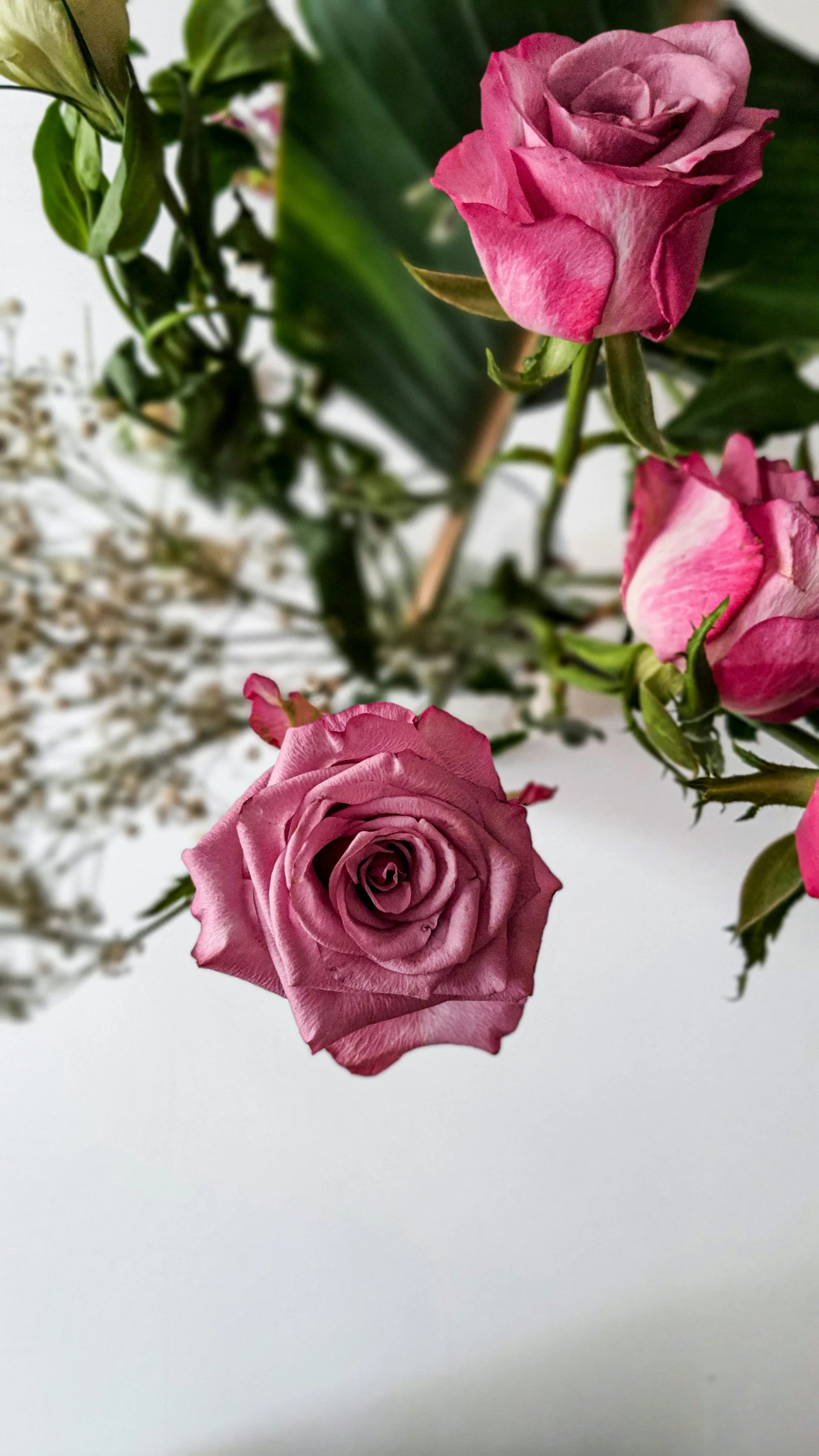 a couple of pink roses hanging from a green leaf