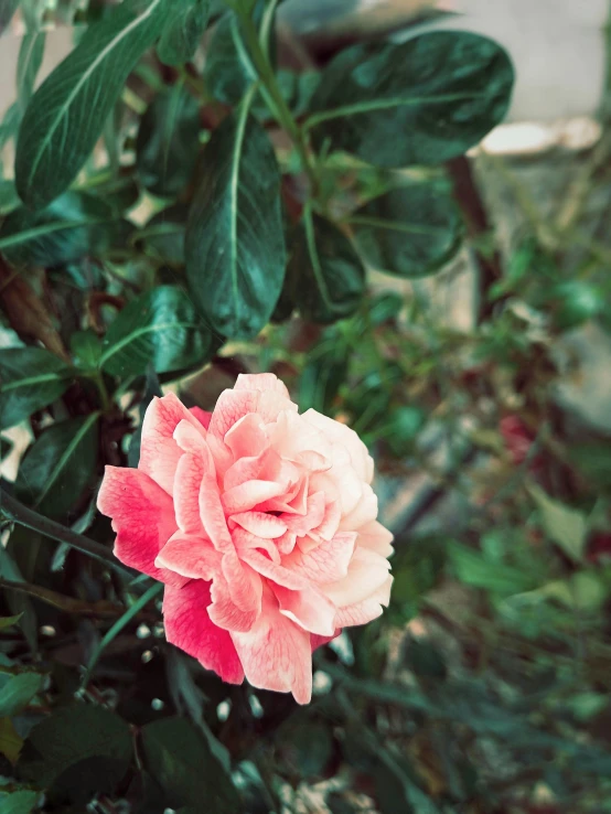 large flower that is red and white in color