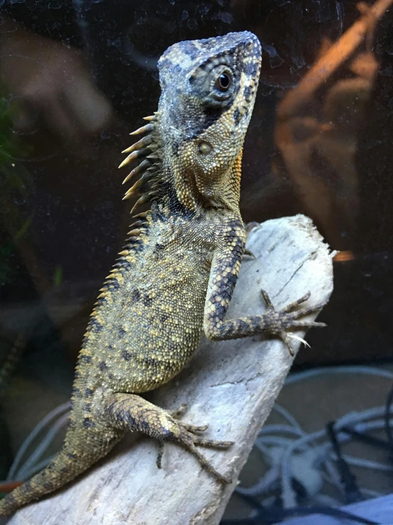 an lizard sitting on a tree nch by the window