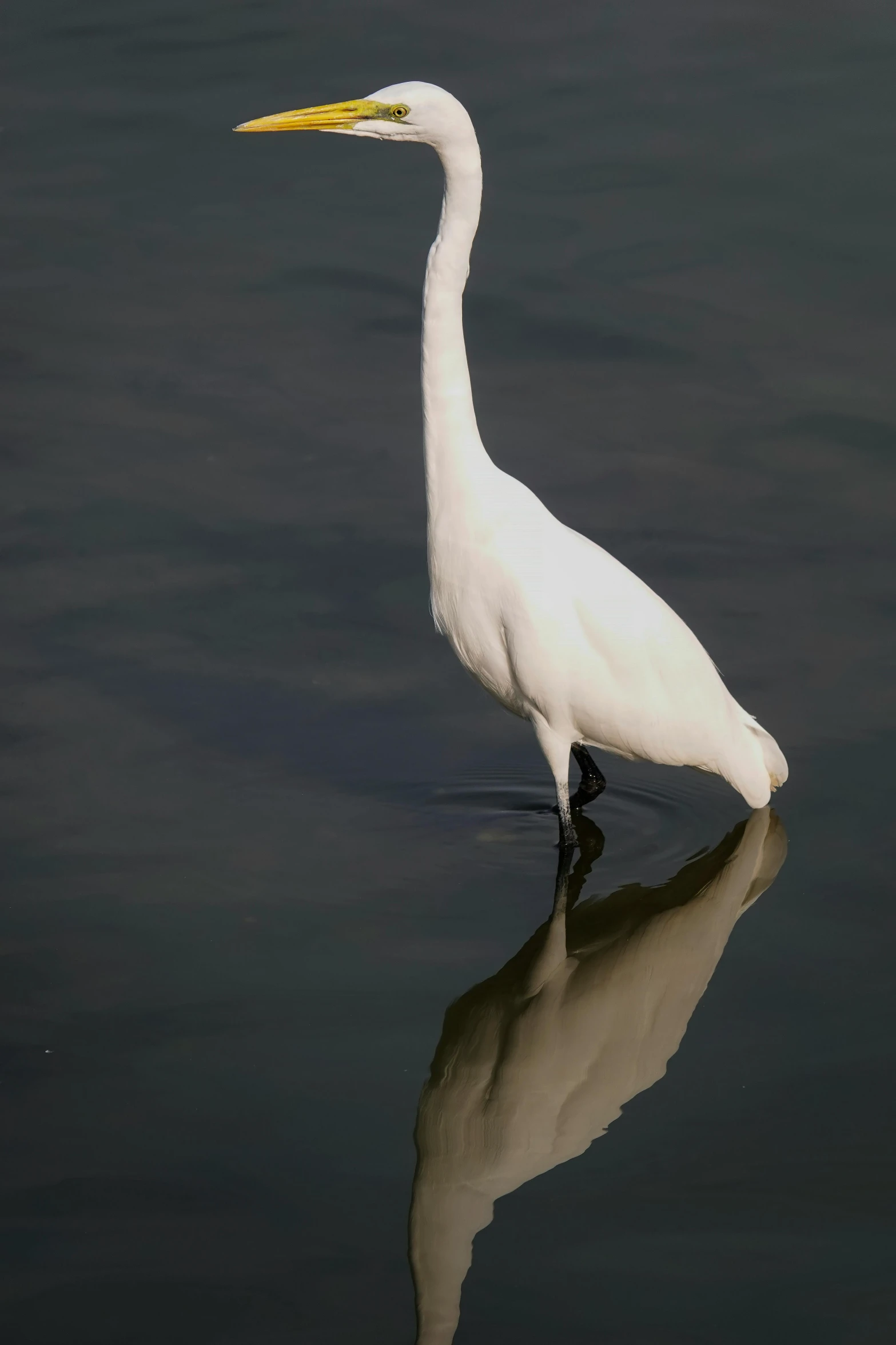 a large white bird on a body of water