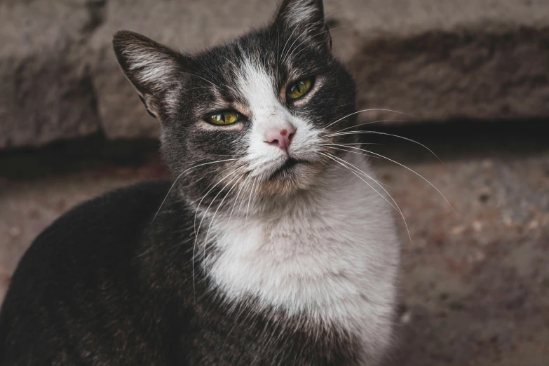 a close up of a cat's face on a gray background