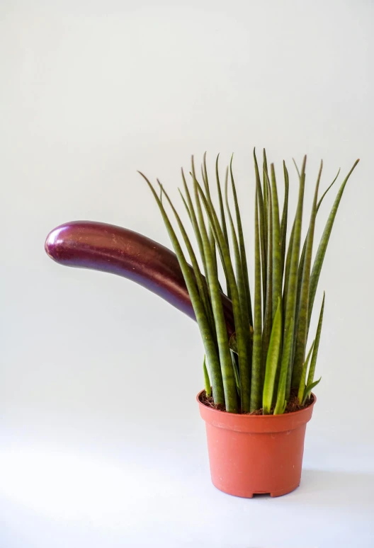 a close up of a plant with a long tail sticking out