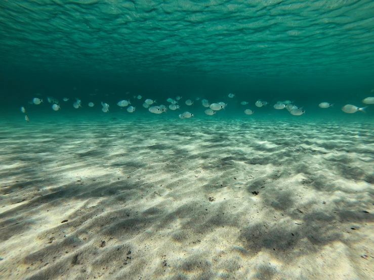 a number of small fish floating in water