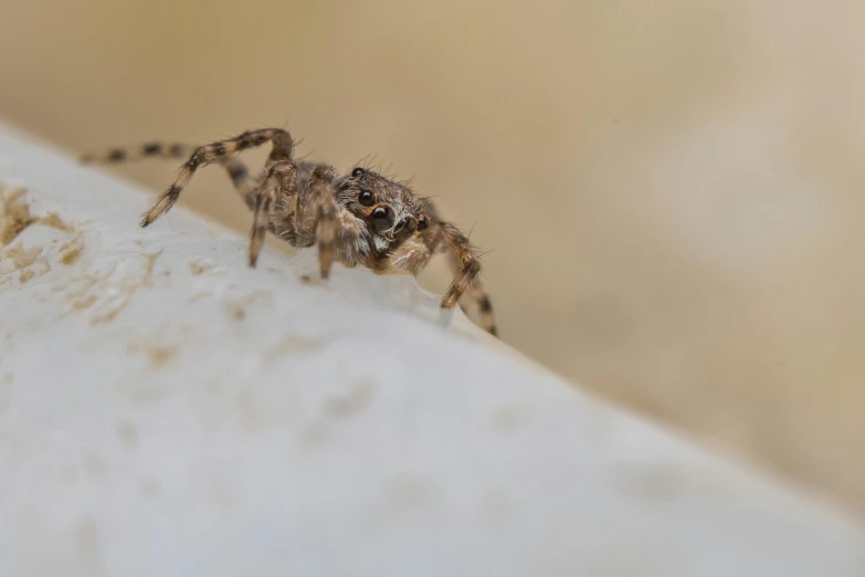 a big brown spider is sitting on the white surface