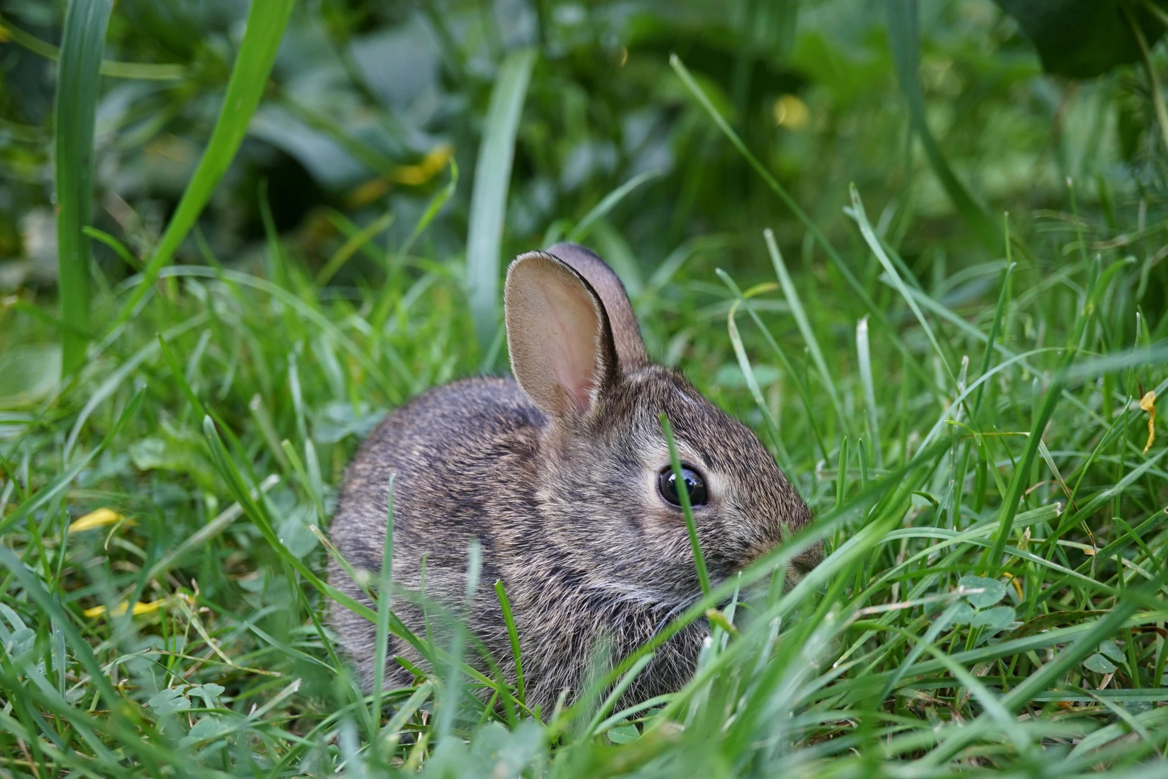 a small bunny is sitting in the grass