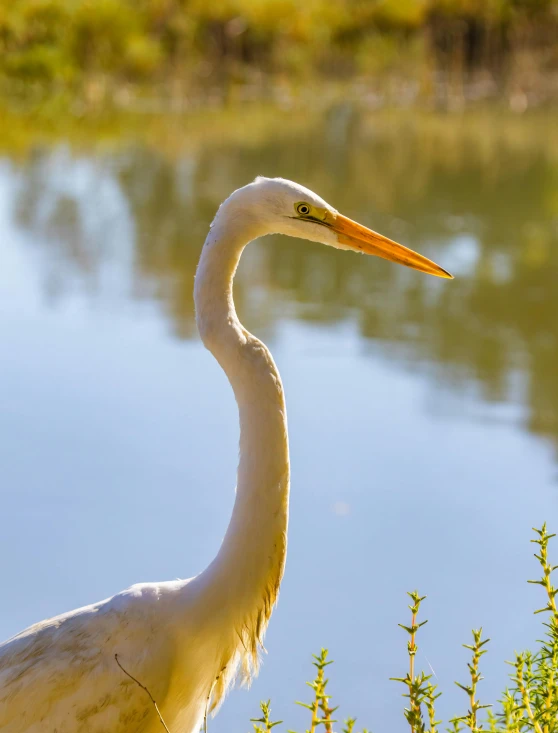 an image of a white bird in the grass