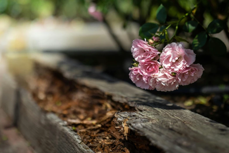 pink flowers in flower pot hanging from a nch