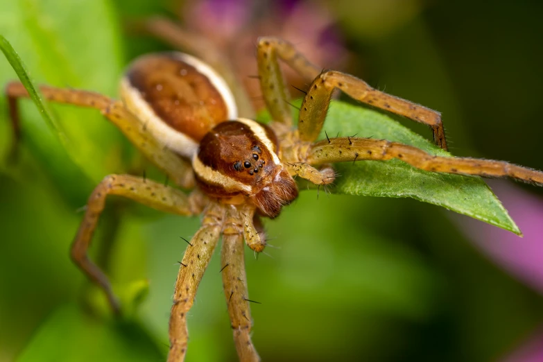 an image of a closeup of a large spider