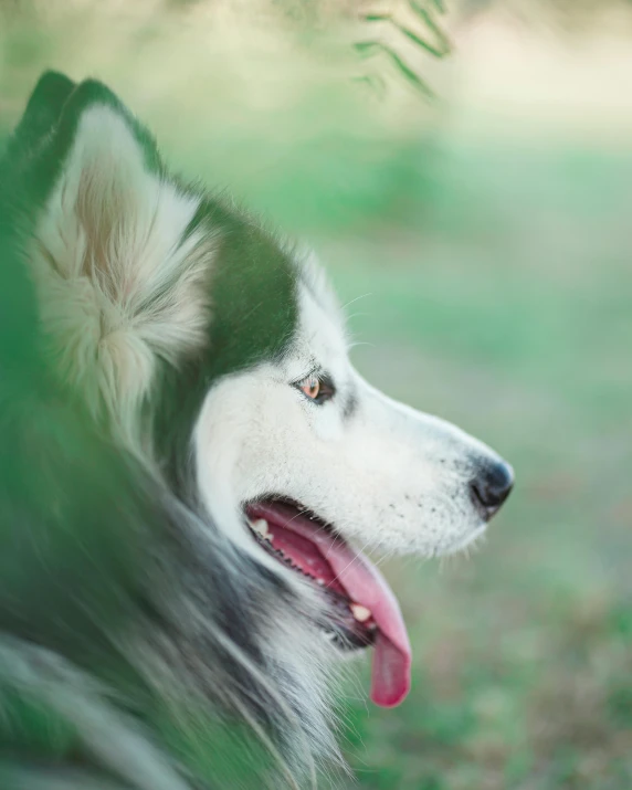 an image of a dog's face and fur