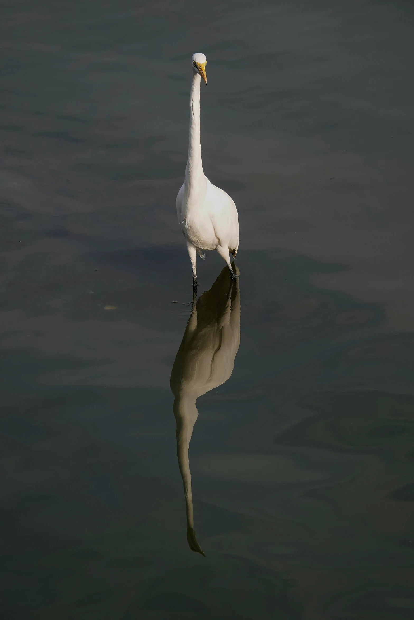 a crane with its reflection in the water