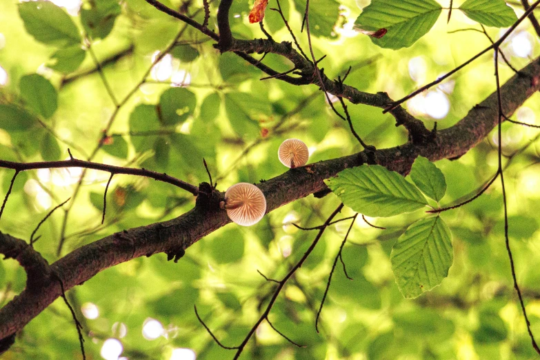 tree nches with two little brown seed pods