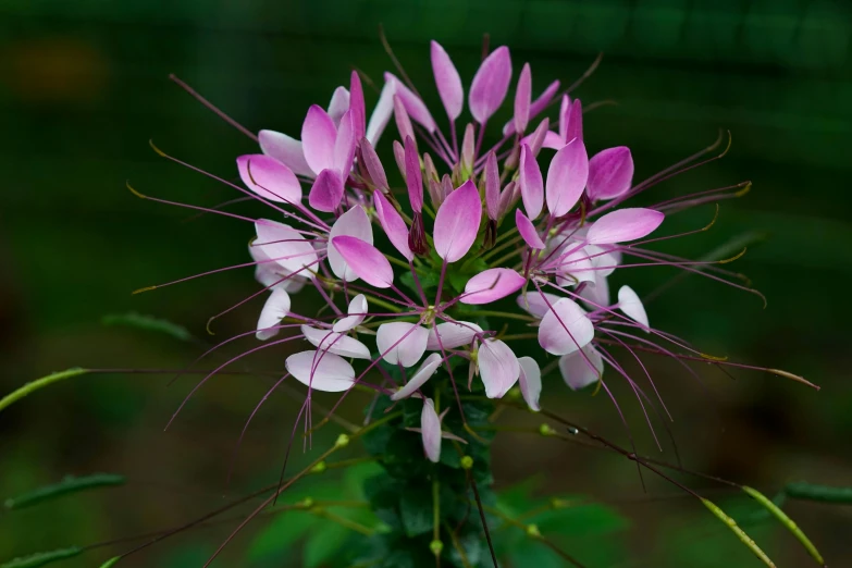 a pink flower with very tiny flowers on it