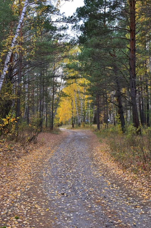 a forest path winds through the trees in autumn