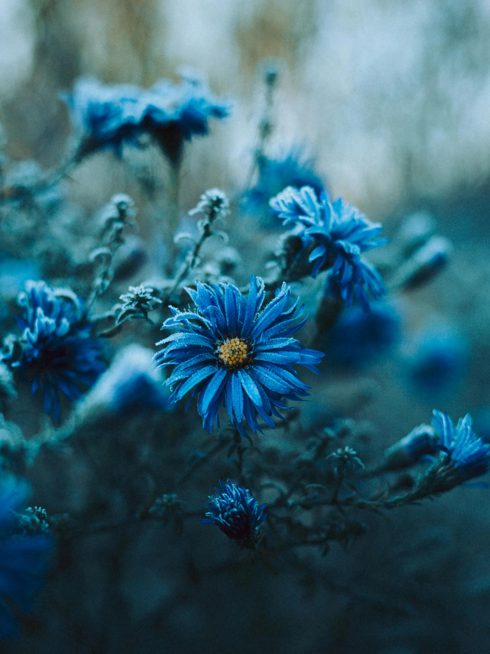 blue flowers growing on the ground in a garden