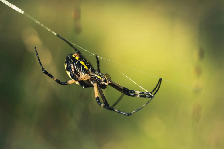 a yellow and black spider on a plant