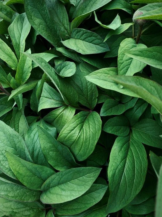 closeup of a leafy plant with lots of green leaves