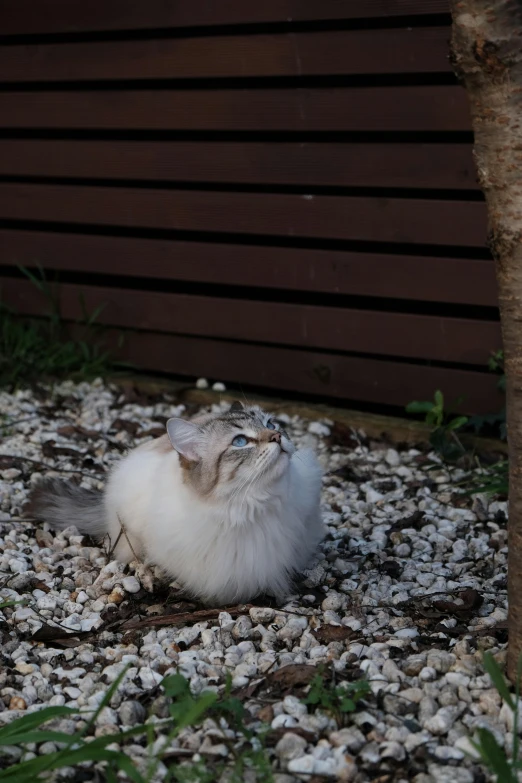 a small cat sits on gravel near a tree