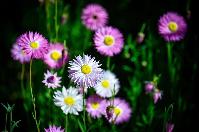 a field with many purple flowers growing on it