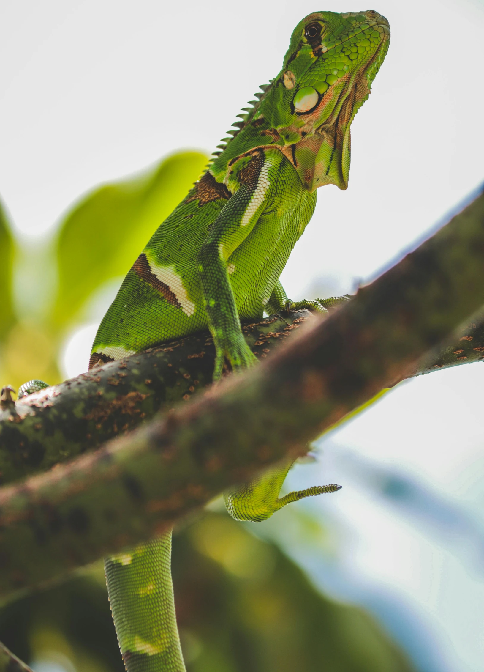 an iguana standing on a nch during the day