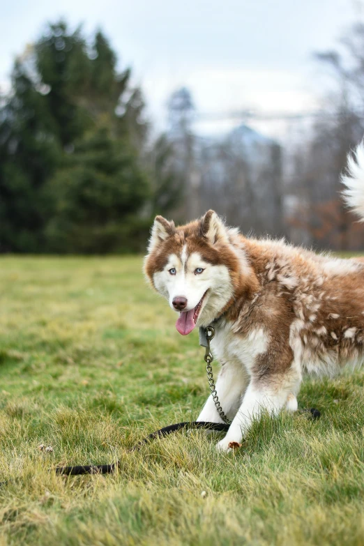 there is a brown and white husky dog on the grass