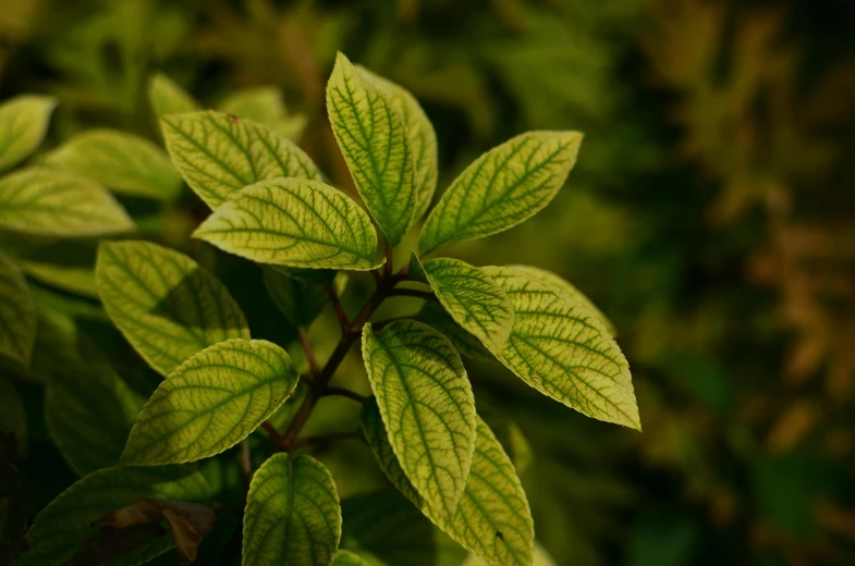 a close up of a leafy nch in the wild