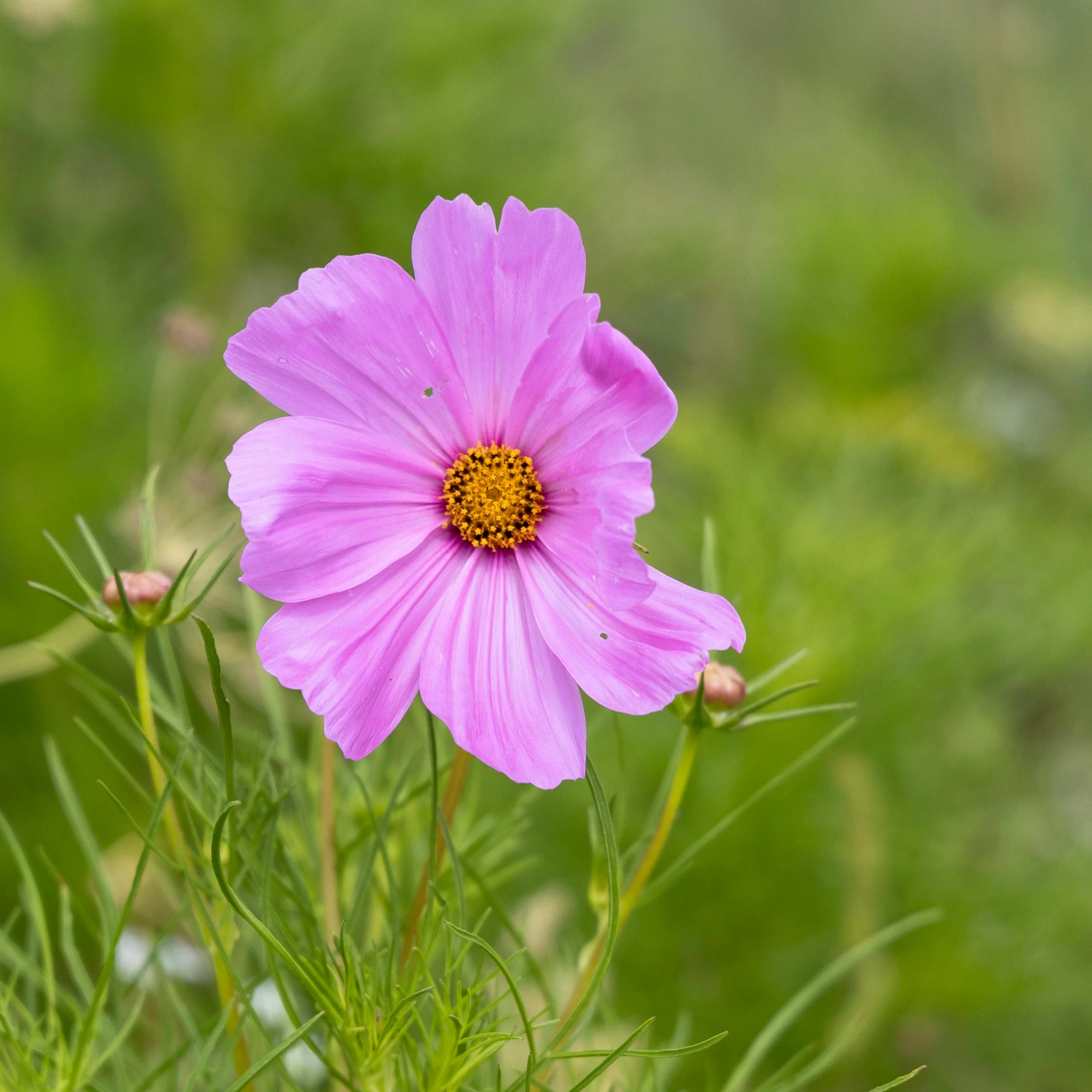 a single flower that is blooming on some green plants