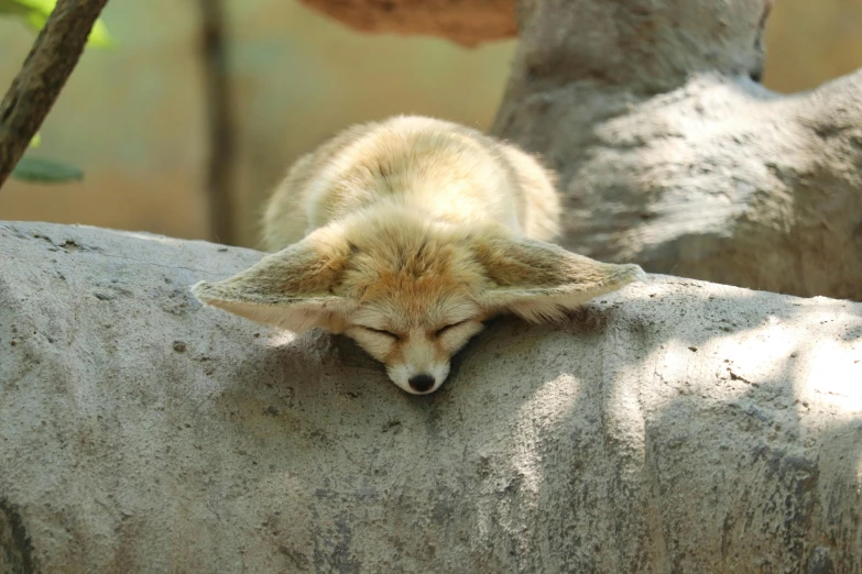 a little gray wolf laying down on top of a rock