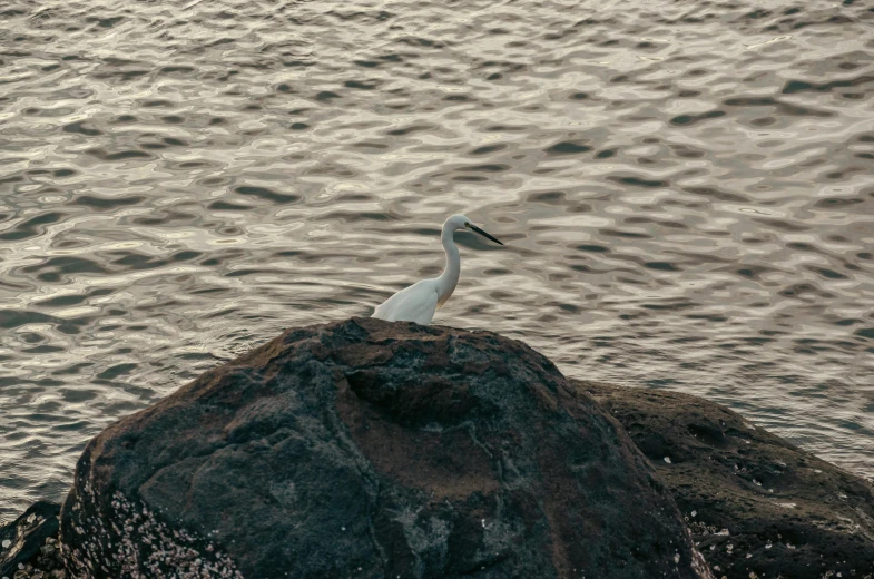 the white bird is standing on the large rock