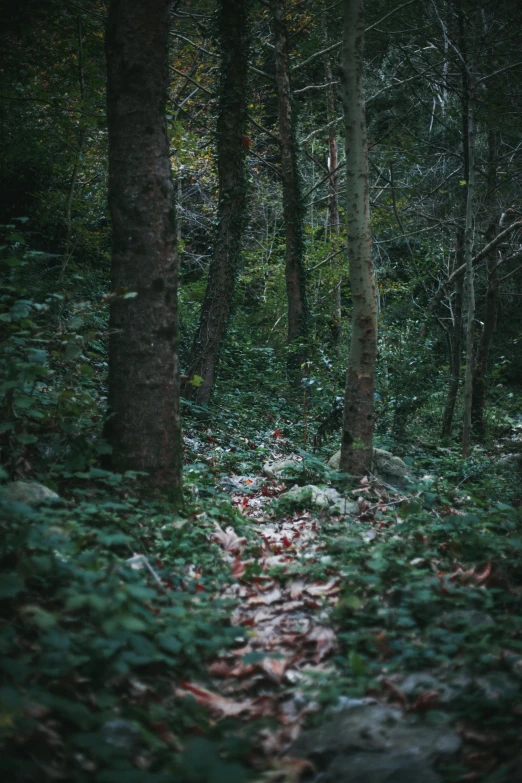 a wooded area with trees and leaves on the ground