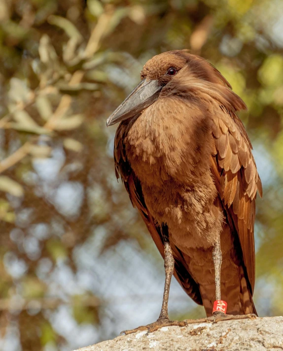 a close - up po of a bird with its wings spread