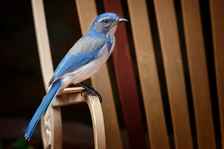 a bird is sitting on the top of a wooden chair