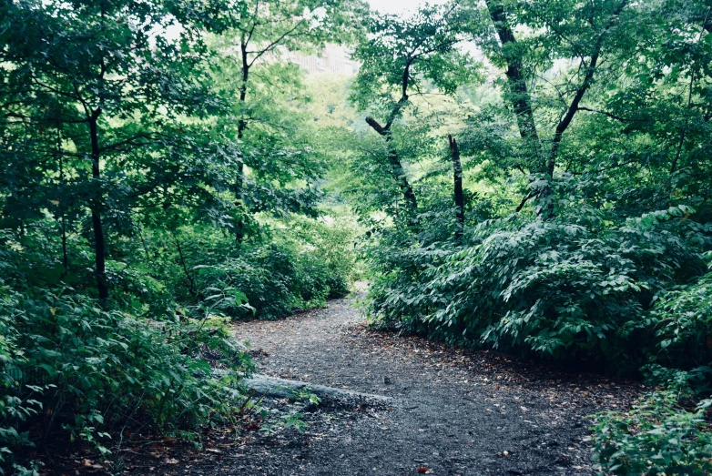 a dirt pathway is flanked by lush trees