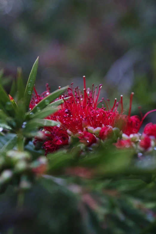 a red flower with some leaves on it